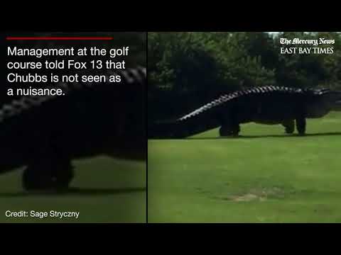 Chubbs the alligator caught roaming Florida golf course again