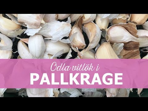 Plantera vitlök i pallkrage