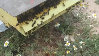 في رأيكم عام عسل او طرود