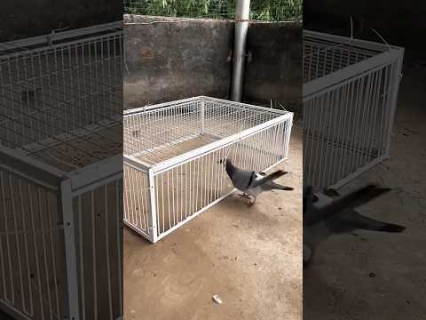 The Best Fly Trap for Chicken Coops! Finally Something That WORKS
