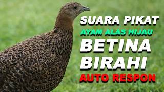 Download lagu 100%‼️ Dipanggil Datang! Suara Pikat Ayam Hutan Hijau Betina AUTO RESPON mp3