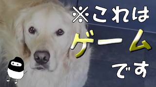 【ゴールデンレトリバーと過ごす日々】ワンコと一緒に遊んで癒されるだけの最高のゲーム【実況プレイ】