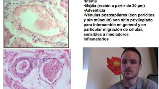 Microcirculación (Parte 2)