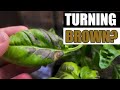 Why Basil Leaves Turn Brown Garden Quickie Episode 117