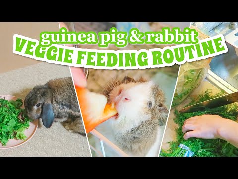 VEGGIE DIET FOR GUINEA PIGS & RABBITS // weekly feeding routine