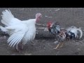 This Rooster Tried To Rape This Turkey Hen