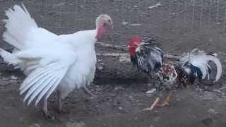 preview picture of video 'This rooster tried to rape this turkey hen'