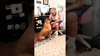 Video preview image #1 Bull-Boxer Puppy For Sale in Camden, SC, USA
