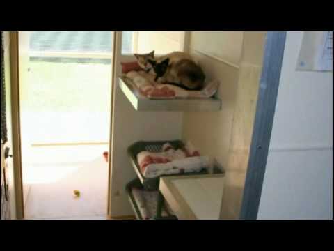 download lagu mp3 mp4 Catteries Christchurch Nz, download lagu Catteries Christchurch Nz gratis, unduh video klip Catteries Christchurch Nz