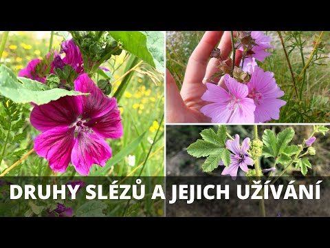 Sléz lesní, přehlížený, maurský-účinky
