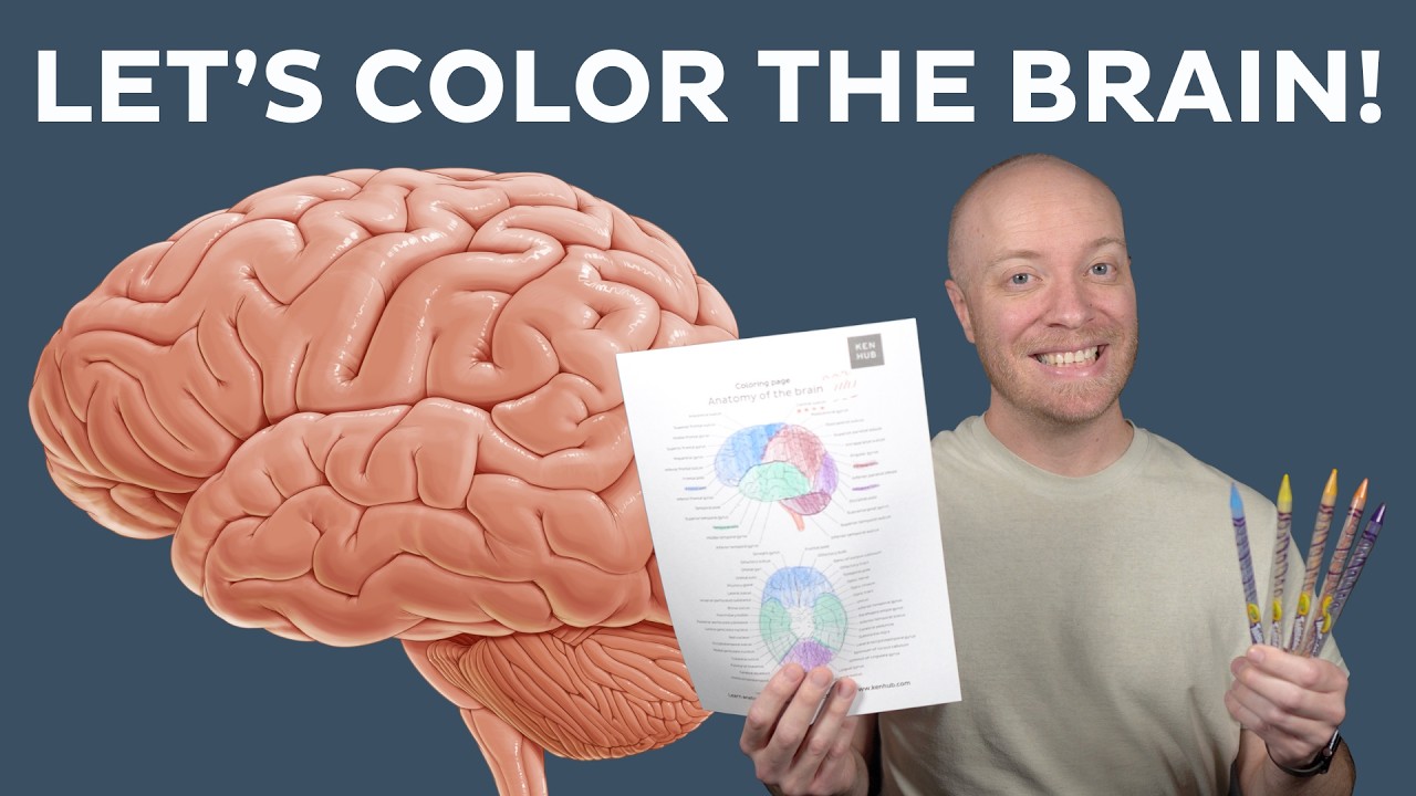 Let's color and learn brain anatomy | Kenhub