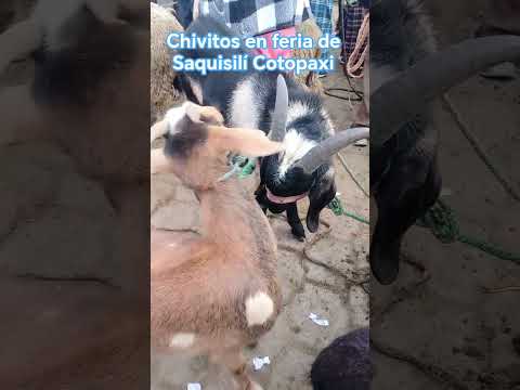 Chivitos en feria de Saquisilí Cotopaxi