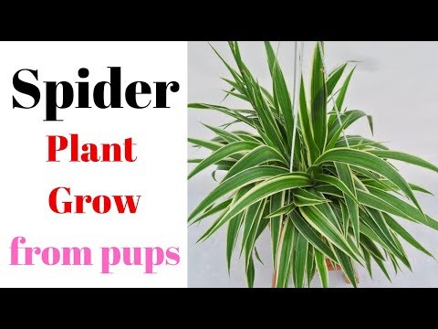 Spider Plant || Grow From Pups || Chlorophytum Comosum
