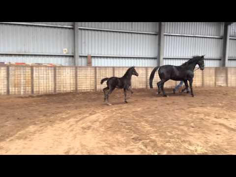 Finest Stutfohlen - sold-  Hof Mehrtens