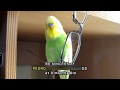TEACH YOUR BIRD TO TALK - 90 Minutes of NON STOP BUDGIE TALKING | PEDRO the Budgie Video #9