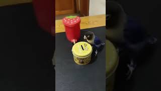 Download lagu lovebird jinak pintar mp3