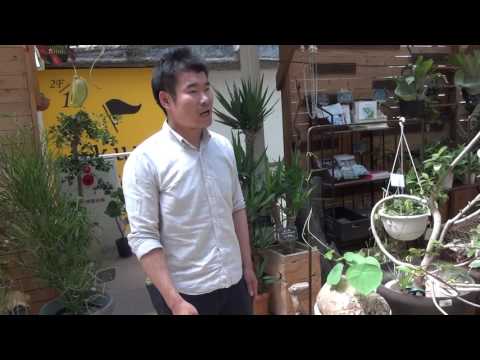 ステファニアについて詳しく解説