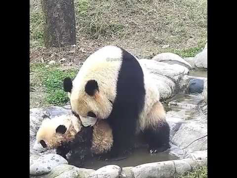 Panda and her child.