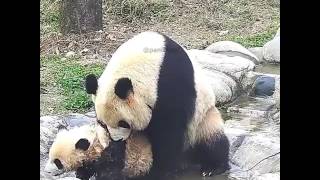 Panda and her child.