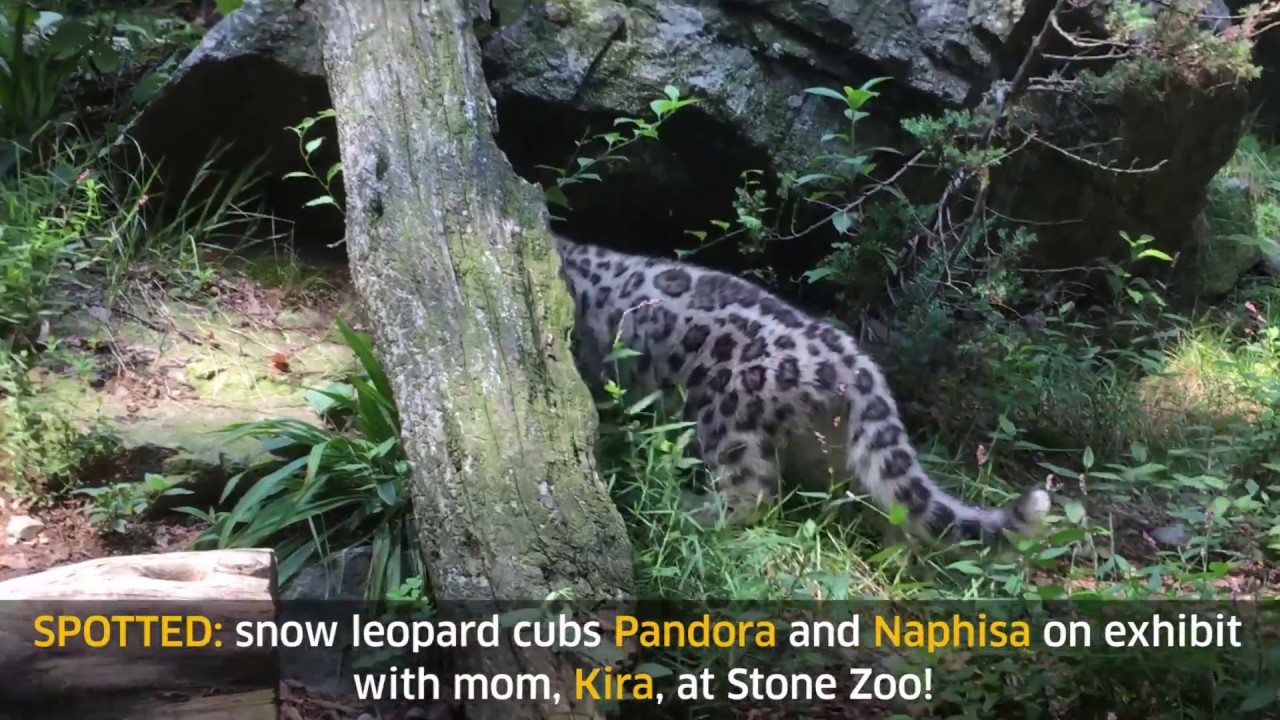Snow leopard cubs make exhibit debut