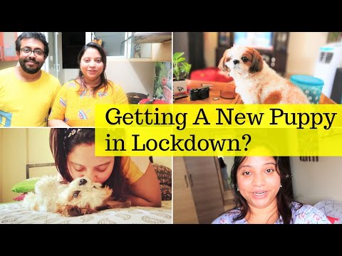 Getting A New Puppy In Lockdown ! Video