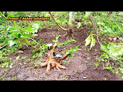 Belajar memaksimalkan gerak dasar dan prokaran yang tepat