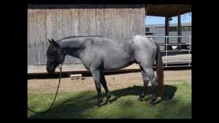 preview picture of video 'Blue Boys: Two Blue Roan Quarter Horses, Blue Valentine bred stallions'