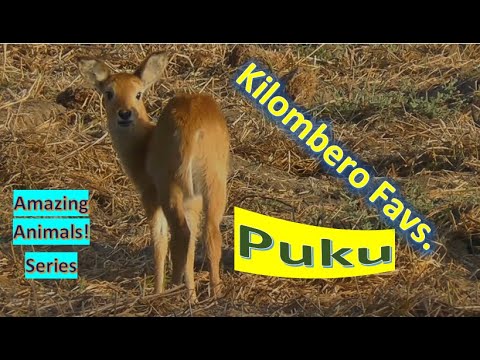 Puku facts ???? medium-sized antelope found in Democratic Republic of Congo, Namibia, Tanzania, Zambia