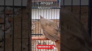Download lagu Cucak Jenggot Sumatra medan gacor #pancinganpoksayhongkong #sikatankipas mp3 Download lagu Cucak Jenggot Sumatra medan gacor #pancinganpoksayhongkong #sikatankipas mp3