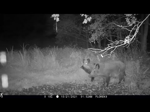 Kronika Lasu #3 - dziki, koziołek, jeleń