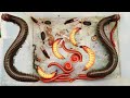 One Giant Millipede And Many Red Millipedes In The Wet Colony Of The Building Insects Aminals