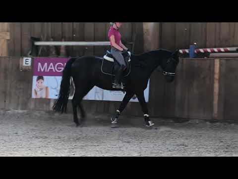 Faunus 07.2020 vor Abholung bei Nicole Hofmann Video 7 -  IMG 1312