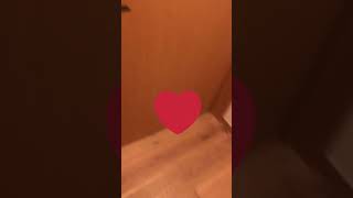 帰宅後の幸せ動画💕ドゥードゥルとパピヨンのお出迎え✨part2  2020年7月17日