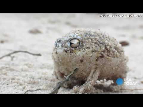 World's cutest frog also has cutest war cry