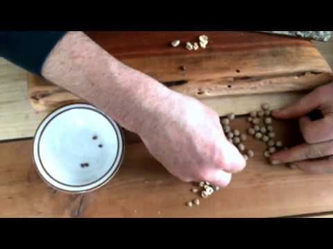 Sea Kale - Starting From Seed (special trick!)