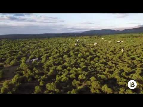 12 Hectareas en Villa de Las Rosas MONTE NATIVO