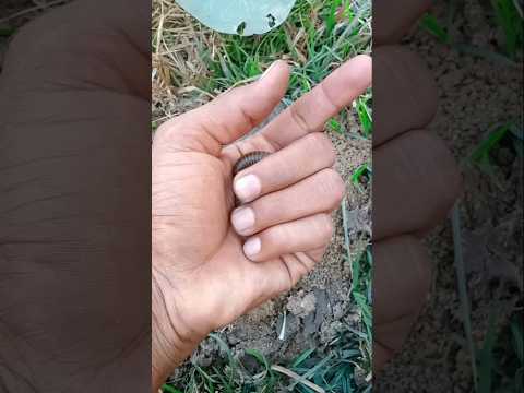 Beautiful insect #jwildlifetv