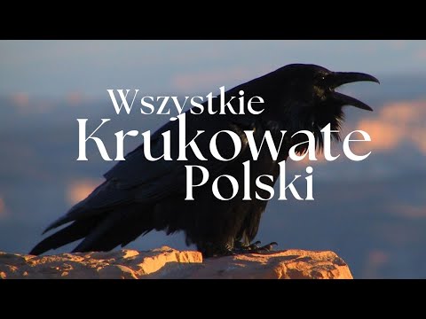 All Polish Corvids - Species Presentation | Animal Podcast No. 14