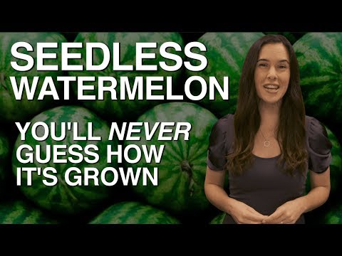 download lagu mp3 mp4 Seedless Watermelon, download lagu Seedless Watermelon gratis, unduh video klip Seedless Watermelon