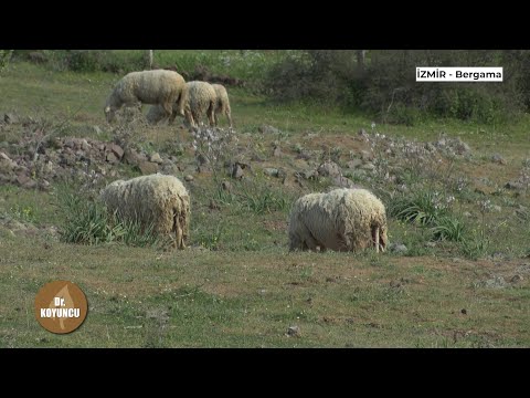 , title : 'Kırklık ( koyun makası ) ile Koyun Kırkımı Nasıl yapılır? | Dr. Koyuncu - Agro Tv'
