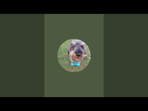 Andy P überträgt einen Livestream.