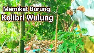 Download lagu Mikat burung kolibri wulung dan burcil lainnya mp3