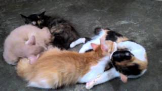 Lots of love (kitten)