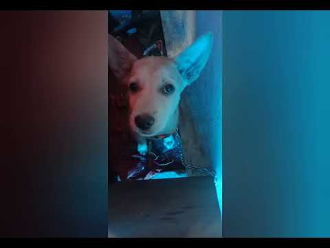 My Sweet Puppy -Lucky