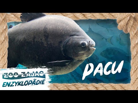PIRANHA-DOUBLE - DER PACU | FISCHENZYKLOPÄDIE | ZOO ZAJAC