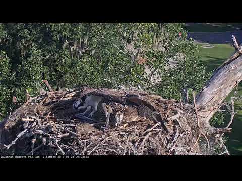 Fledgling Ospreys Tussle Over Fish Delivery At Savannah Nest – June 24, 2019