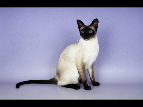 Siamese Cat. Health. Care. Coat Color And Grooming