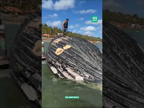 Pescador é flagrado dançando sobre baleia-jubarte morta em Icapuí; ONG alerta para riscos
