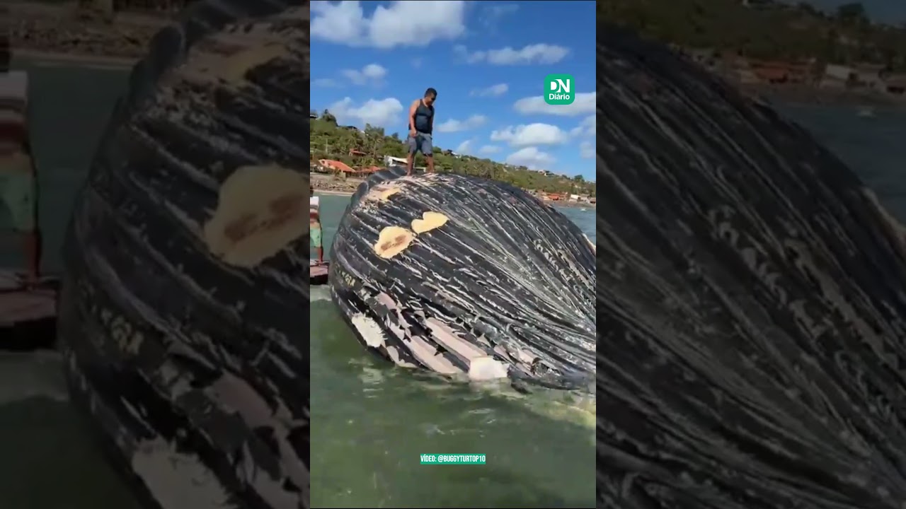 Imagem da notícia Pescador é flagrado dançando sobre baleia-jubarte morta em Icapuí; ONG alerta para riscos