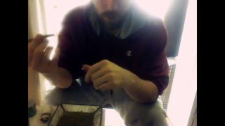Flo Strain Wake n' Bake Shout Out Blunt Sesh! by 